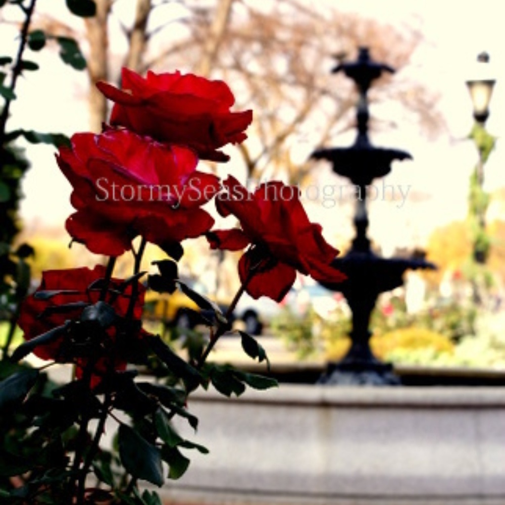 Rose Fountain